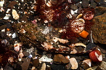 Sea scorpion (Taurulus bubalis) camouflaged in rockpool. Isle of Skye, Scotland.