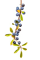 Blackthorn berries / sloeberries / sloes (Prunus spinosa).