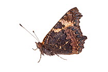 Small tortoiseshell butterfly (Aglais urticae) resting with wings closed showing camouflaged wing underside.
