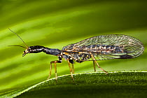 Snakefly (Raphida Notata). Nordtirol, Austrian Alps, June.