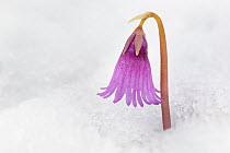 Dwarf snowbell (Soldanella pusilla) flower in snow. The plant generates heat by fermenting sugars to melt the surrounding snow. Austrian Alps, 2300 metres above sea level, June.