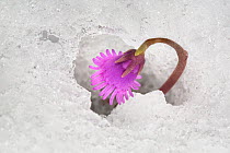 Dwarf snowbell (Soldanella pusilla) flower in snow. The plant generates heat by fermenting sugars to melt the surrounding snow. Austrian Alps, 2300 metres above sea level, June.