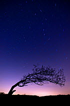 Tree photographed with a long exposure at night, showing star trails. Peak District National Park, Derbyshire, UK, September 2009.