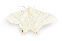 Swallowtailed moth (Ourapteryx sambucaria).