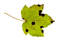 Tar spot fungus (Rhytisma acerinum) on Sycamore leaf (Acer pseudoplatanus).