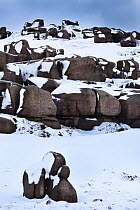 The Wool Packs, an area of weathered gritstone boulders. Peak District National Park, Derbyshire, UK, February 2010.