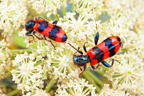 Bee-wolf beetles (Trichodes apiarius) on Umbelliferae flowers. Nordtirol, Austrian Alps.