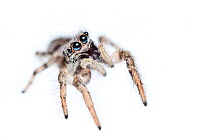 Zebra spider (Salticus scenicus), Salticidae.