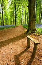Bluebells (Hyacinthoides non-scripta) among Beech trees (Fagus sylvatica) and bench in the morning light. West Woods, nr Marlborough, Wiltshire, UK, May