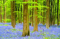 RF- Bluebell carpet (Hyacinthoides non-scripta) among beech trees (Fagus sylvatica). West Woods, near Marlborough, Wiltshire, UK. May. (This image may be licensed either as rights managed or royalty f...