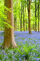 Bluebell carpet (Hyacinthoides non-scripta) among beech trees (Fagus sylvatica). West Woods, nr Marlborough, Wiltshire, UK, May
