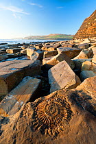 Ammonite fossil embedded in rock at Kimmeridge Bay, Jurassic Coastline, Dorset, UK, January 2011