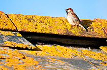 Male house sparrow (Passar domesticus) on lichen-covered barn roof. Nr Polzeath, Cornwall, UK, July