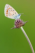 Common blue butterfly (Polyommatus icarus), resting on Devil's bit scabious (Succisa pratensis) with wings closed. Dunsdon nature reserve, Devon, UK, July