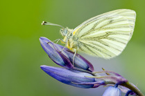 Green-veined white butterfly (Pieris napi) resting on bluebell (Hyacinthoides non-scripta) with wings closed. Lanhydrock, Cornwall, UK, May