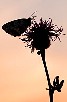 Marbled white (Melanargia galathea) butterfly silhouetted at sunset resting on Greater knapweed (Centaurea scabiosa), Knowlton Church, Dorset, UK, July