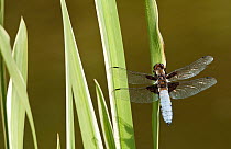 Broad-bodied chaser dragonfly (Libellula depressa) male resting on reeds Cornwall, UK, May