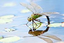Female emperor dragonfly (Anax imperator) laying eggs in a pond. Cornwall, UK, July