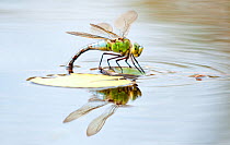 Female emperor dragonfly (Anax imperator) laying eggs in pond. Cornwall, UK, July
