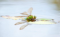 Female Emperor dragonfly (anax imperator) partly submerged while laying eggs in pond. Broxwater, Cornwall, UK, July