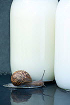 Garden / Common snail (Helix aspersa) on wet doorstep, with milk bottles, Cornwall, May