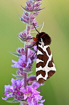 Garden tiger moth (Arctia caja) resting on Purple loosestrife (Lythrum salicaria), Dunsdon Nature Reserve, Devon, UK, June