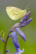 Green-veined white butterfly (Artogeia / Pieris napi) with wings closed, resting on bluebell. Lanhydrock, Cornwall, UK, May