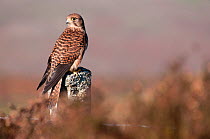 Kestrel (Falco tinnunculus) female resting on the post of a barbed wire fence (captive). Nr Haytor, Dartmoor, UK, November