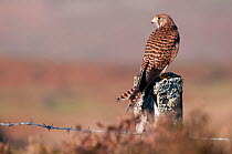Kestrel (Falco tinnunculus) female resting on the post of a barbed wire fence (captive). Nr Haytor, Dartmoor, UK, November