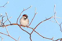 Male house sparrow (Passer domesticus) resting among branches after hoar frost. Nr Bradworthy, Devon, UK, December