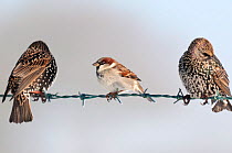 Male house sparrow (Passer domesticus) on barbed wire fence, next to starlings (Sturnus vulgaris). Nr Bradworthy, Devon, UK, December