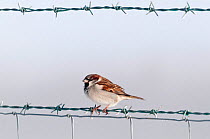 Male house sparrow (Passer domesticus) on barbed wire fence in farmland. Nr Bradworthy, Devon, UK, December