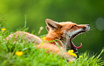 Red fox (Vulpes vulpes) vixen yawning in the morning light (captive). Lifton, Devon, UK, May