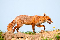 Red fox (Vulpes vulpes) vixen walking in the morning light (captive). Lifton, Devon, UK, May