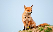 Red fox (Vulpes vulpes) vixen, portrait in the morning light (captive). Lifton, Devon, UK, May