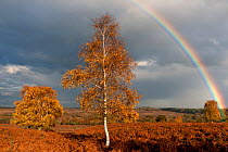 Rainbow and Silver birch tree (Betula pendula / verrucosa) at Mogshade Hill, New Forest, UK, November 2010