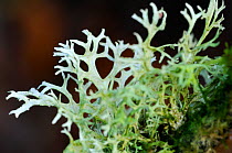 'Oakmoss' lichen (Evernia prunastri) on Oak tree branch. Tarr Steps, Exmoor National Park, Somerset, UK, October