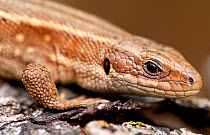 Common / viviparous lizard (Lacerta vivipara). North Cornwall, UK, July
