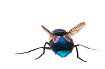 Bluebottle fly (Calliphora erythrocephala) against white background. Cornwall, UK, August