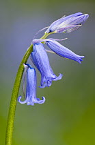 Bluebell (Hyacinthoides non-scripta). Broxwater, Cornwall, UK, May
