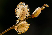 Pussy willow / Great sallow (Salix caprea) catkins, backlit, against a black background. Broxwater, Cornwall, UK, April