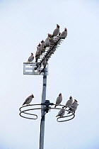 Group of Bohemian waxwings (Bombycilla garrulus) perched on an antenna. Part of flocks visiting gardens and industrial estates in North Wales. Nr Ruthin, Clwyd, UK, November