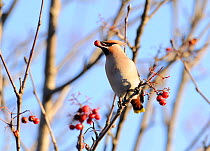 Bohemian waxwing (Bombycilla garrulus) feeding on Mountain ash (Sorbus aucuparia) berries. Part of flocks visiting gardens and industrial estates in North Wales. Nr Ruthin, Clwyd, UK, November