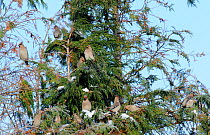 Group of Bohemian waxwings (Bombycilla garrulus) perching on tree branches. Part of flocks visiting gardens and industrial estates in North Wales. Nr Ruthin, Clwyd, UK, November
