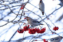 Bohemian waxwings (Bombycilla garrulus) feeding on Mountain ash (Sorbus aucuparia) berries. Part of flocks visiting gardens and industrial estates in North Wales. Nr Ruthin, Clwyd, UK, November
