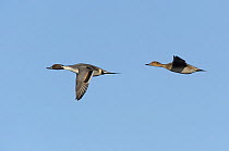 Pintails (Anas acuta) in flight above Cefni Estuary. Anglesey, North Wales, UK, December