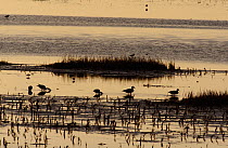 Pintails (Anas acuta) feeding on mudflats at dusk. Cefni Estuary, Anglesey, North Wales, UK, December