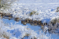 Common teal (Anas crecca) resting in a creek with thick snow. Cefni Estuary, Anglesey, North Wales, UK, December
