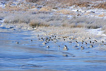 Lapwings (Vanellus vanellus) resting on ice. Cefni Estuary, Anglesey, North Wales, UK, December