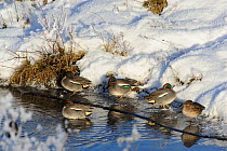 Common teal (Anas crecca) resting on ice in a creek. Cefni Estuary, Anglesey, North Wales, UK, December